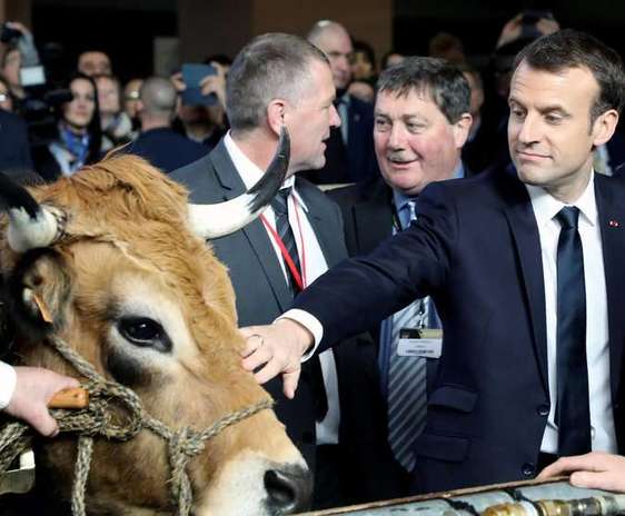 Emmanuel Macron la un targ agricol langa o vaca