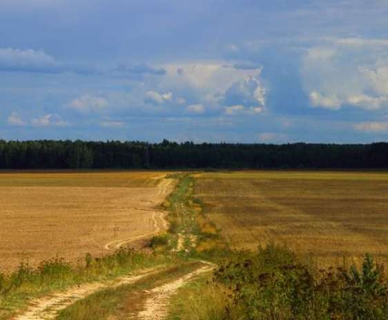 Drum agricol intre doua campuri cultivate