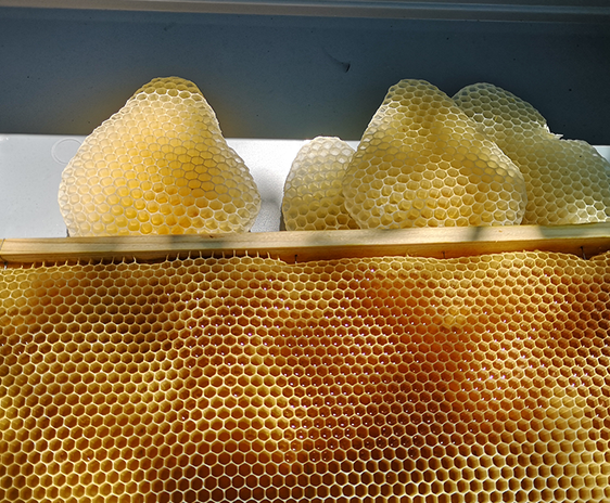  Albinele fac faguri perfecți. Foto: Thomas Dousseau, Marie Barbaud