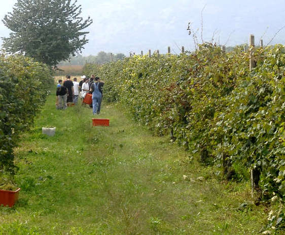 În România, forţa de muncă familială este cea mai răspândită formă de muncă în agricultură