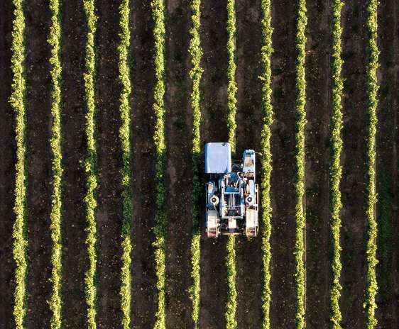 Agricultura inteligenta. Vedere din drona a unei plantatii