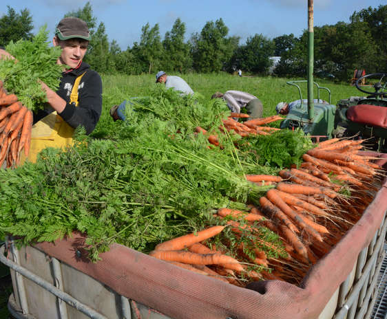 Tanar fermier recolteaza morcovi de pe camp intr-o lada de transport