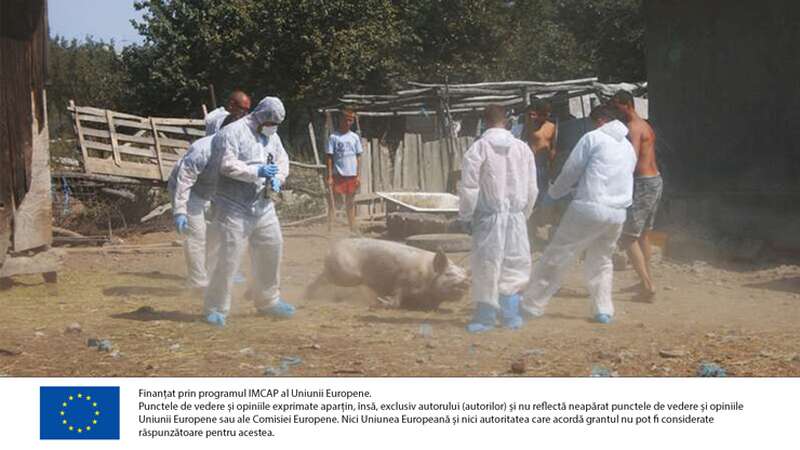Porci eutanasiați într-un sat aflat într-un focar de pestă porcină africană (arhivă)
