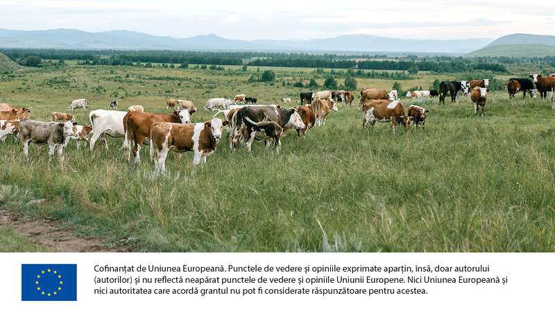 Reducerea emisiilor de CO2 din sectorul de creştere a animalelor - vaci la pascut pe un camp. Foto: Pexels / Julia Volk