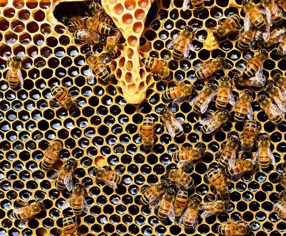 Albine pe un fagure plin cu miere (pixabay.com)