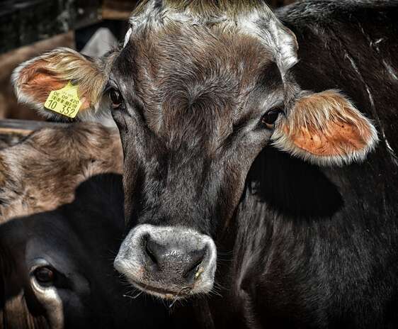 Producătorii de carne de vită solicită reglementarea vânzării în carcasă și lucrează la digitalizarea sectorului