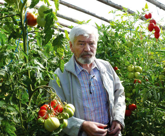 Valeriu Tabără, fost ministru al agriculturii și vicepreședinte al Academiei de Ştiinţe Agricole şi Silvice intr-o sera de rosii