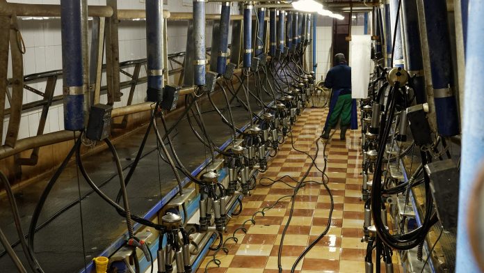 IMG_4729 - sala de muls a fermei de bovine de la Tiganas