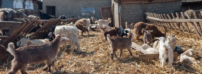 img_5810-pano