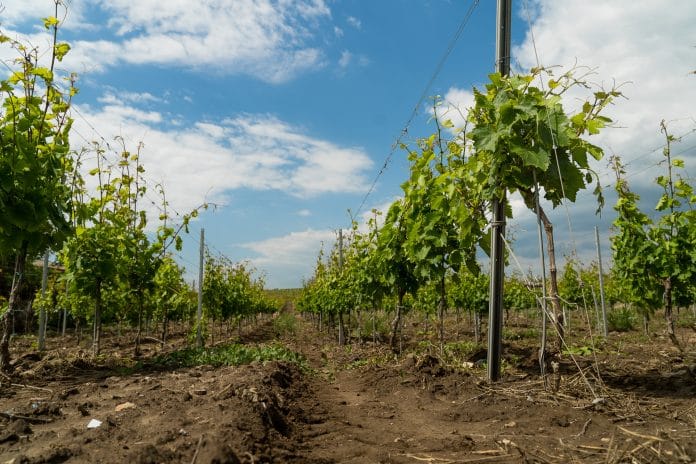 Plantatie de vita de vie la Murfatlar. Foto: Eduard Vasilica