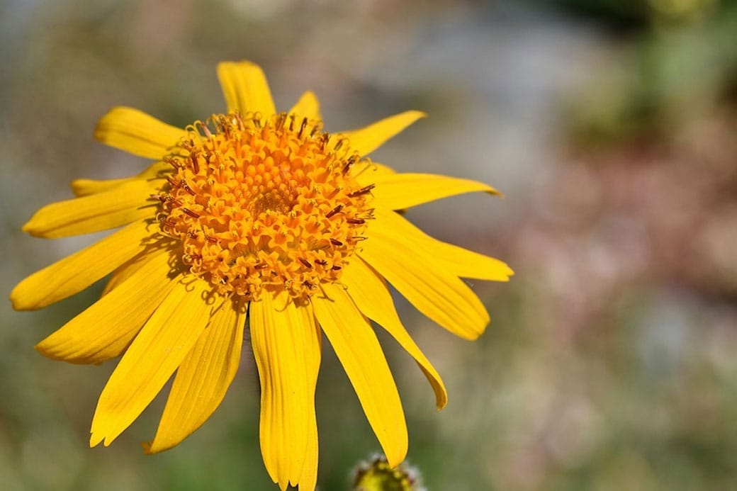 De ce să cultivăm plante medicinale și aromatice 10 02 5