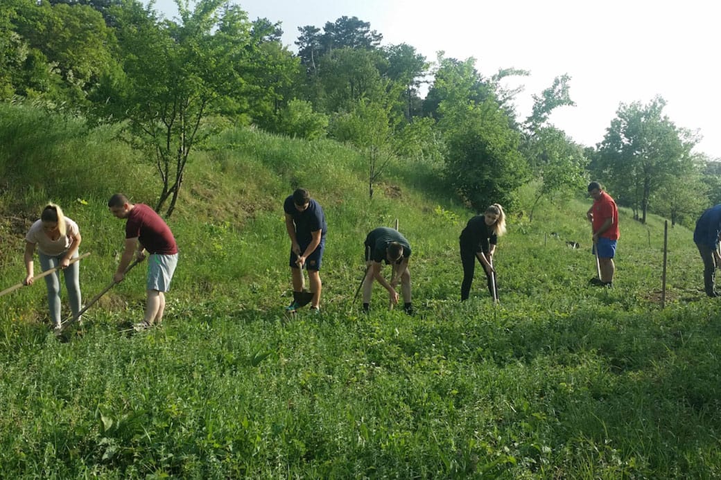De ce să cultivăm plante medicinale și aromatice 11 03 5