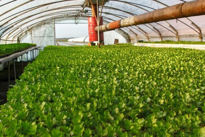 Leuștean cultivat în seră – plantă aromatică locală, promovată în alimentația bazată pe produse vegetale