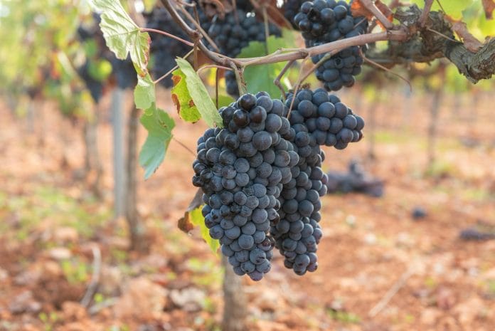 viticultură pexels-miquel-rossello-calafell-461325-34086364