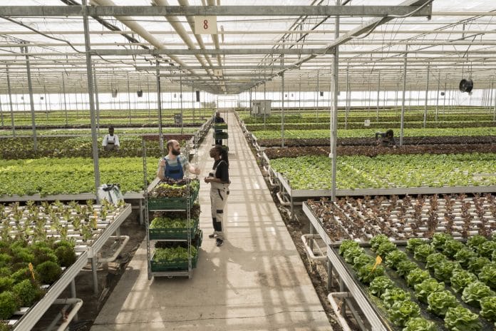 Leafy greens grown with no pesticides