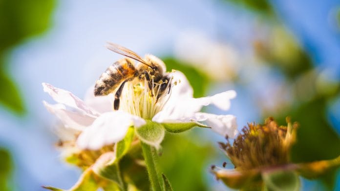 european-honey-bee-on-white-flower-of-blackberry-b-2025-09-08-11-01-11-utc