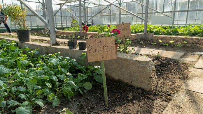 Sera in care sunt plantate Ridichi si morcovi la Dragomiresti.