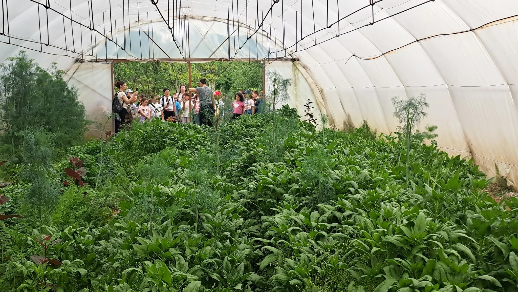 Interiorul unui solar de mari dimensiuni, bogat în plante verzi, cu vizitatori curioși la intrare.