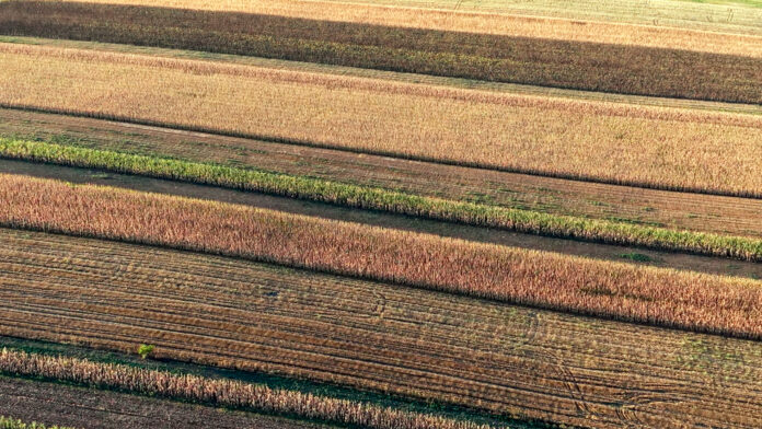 Culturi agricole in judetul Vrancea