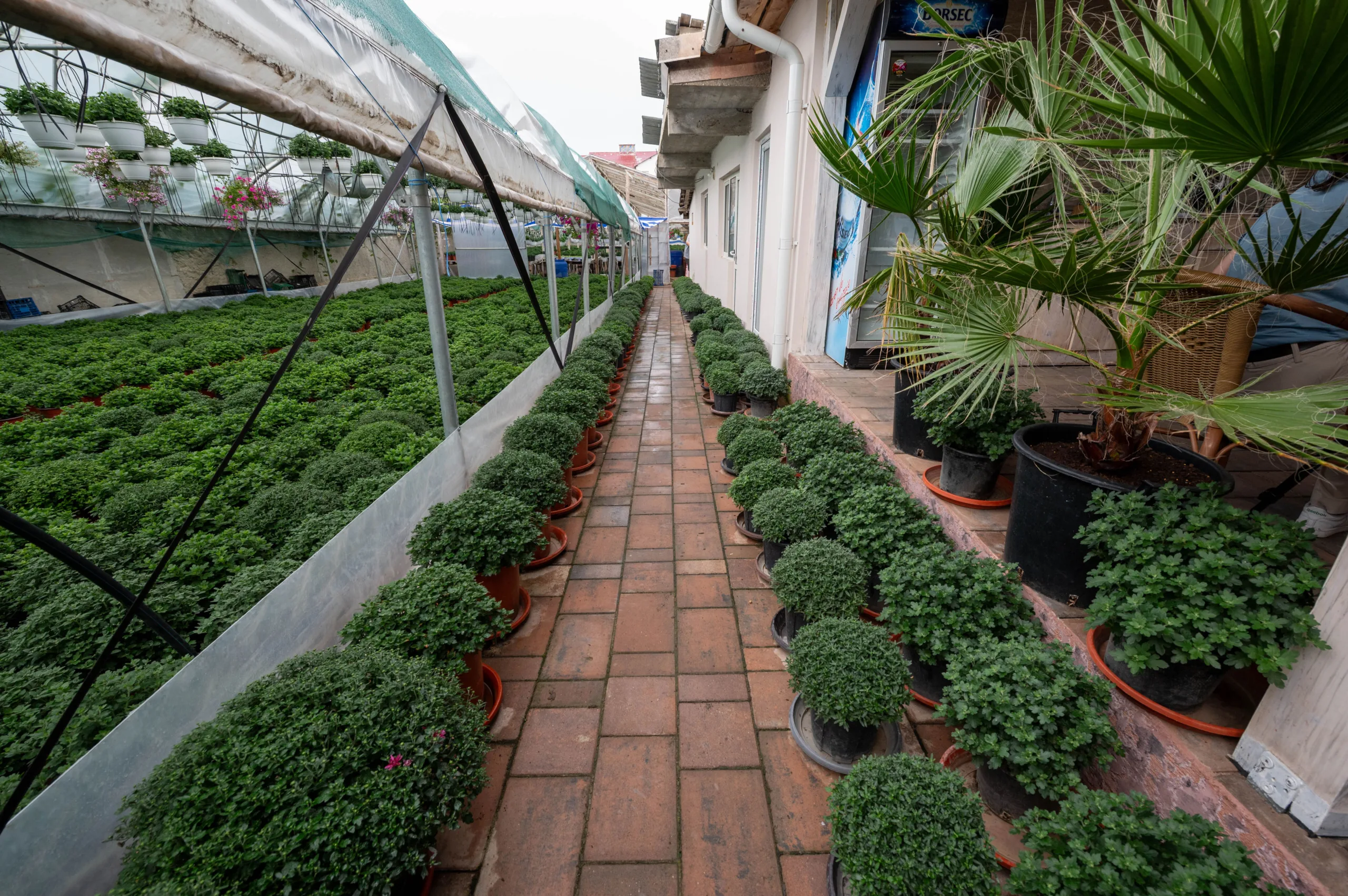 Afacere cu flori, la malul mării 3 Exteriorul serei de flori Foto: Arturo Cimini